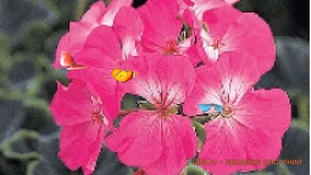 Пеларгония зональный Роуз 🌿 зональный пеларгония Роуз обзор: как сажать, семена пеларгонии Роуз смотреть онлайн