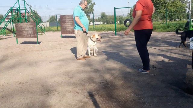 Кинолог Наталья Распертова Лабрадор Ритривер Ротвелер Dog Chibo 🐕