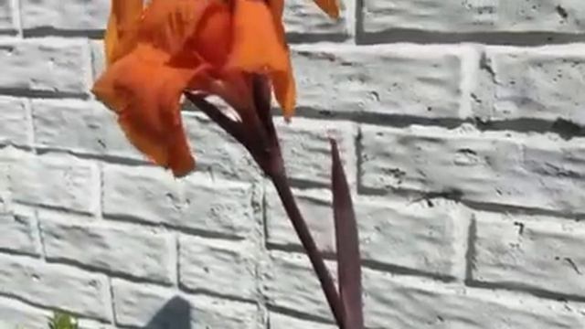 Orange Tropical Canna Blooms For Summer Parade Of Gorgeous Flowers!