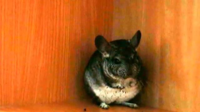 Злой шиншилл смотреть онлайн