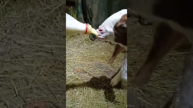 Козы камори пакистанские. Тел. 89026106969. продам. #козы#камори смотреть онлайн