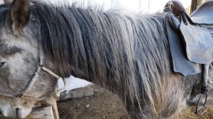 Гастрофилез,или красные черви лошадей