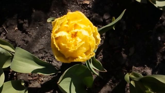 Пионовидные тюльпаны перед дождём. #тюльпаны #мойсад #май2020 смотреть онлайн