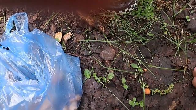 Прогулка по лесу смотреть онлайн