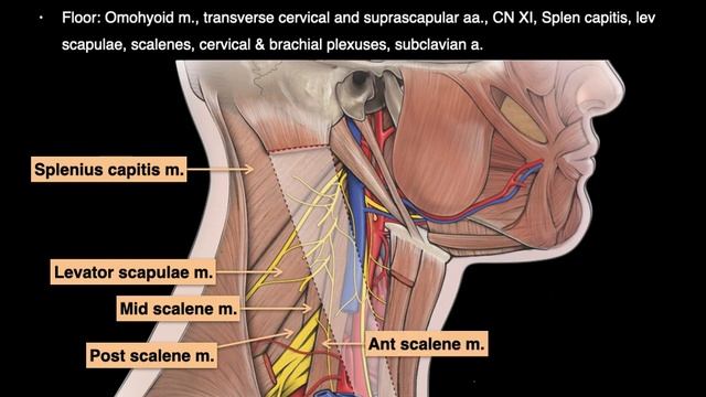 Triangles of the Neck смотреть онлайн