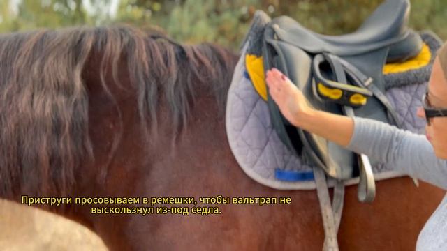Как правильно поседлать коня? Моменты на которые нужно обратить внимание. #конюшня смотреть онлайн