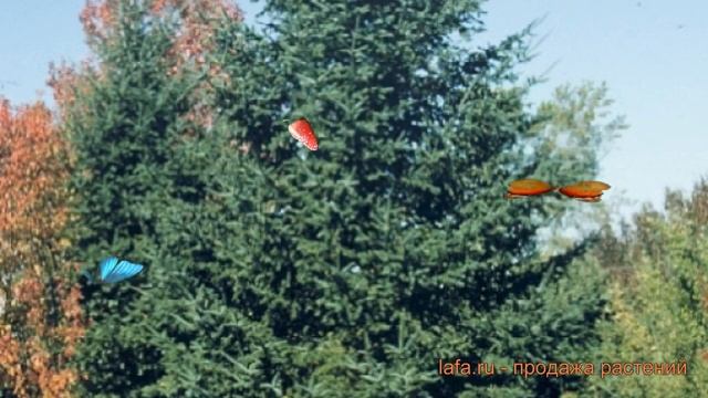 Пихта бальзамическая abies balsamea ? бальзамическая пихта обзор: как сажать саженцы пихты