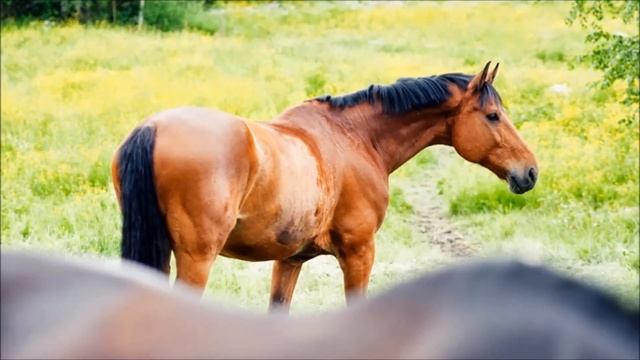 За табаком в город Усмань  Филиппов Евгений  Филиппова Мария