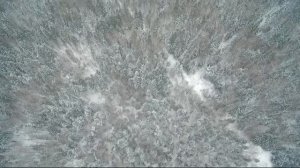 Охота с квадрокоптера   Охота с воздуха на Лося