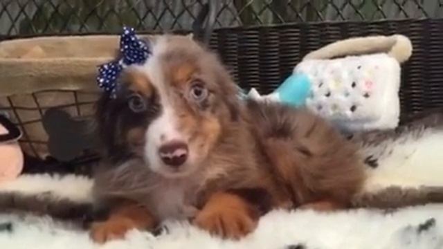 Mini Aussie Male made to be cuddled! смотреть онлайн