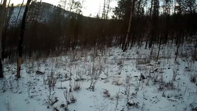 РЕАЛЬНАЯ ОХОТА НА СИБИРСКУЮ КОСУЛЮ смотреть онлайн
