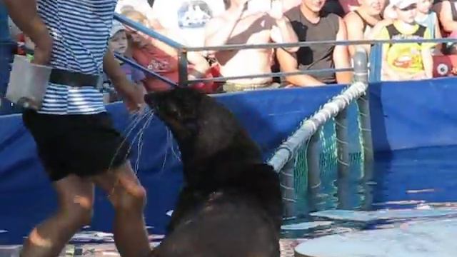 Мир Дельфинов. Яровое. Июль, 2015 смотреть онлайн