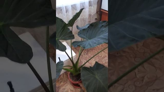алоказия Регал Шилдс выгоняет 9 лист #алоказия #цветы #комнатныецветы смотреть онлайн