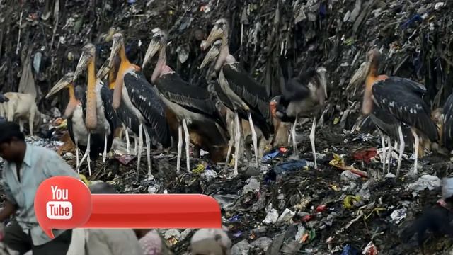 На Что Способен Венценосный Орёл / Самые Жестокие Птицы в Мире смотреть онлайн