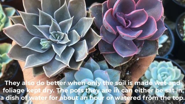 How To Water Succulents
