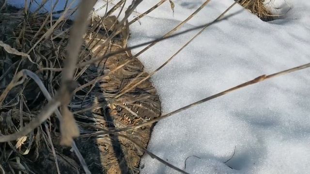 Когда переезжать в теплицу? смотреть онлайн