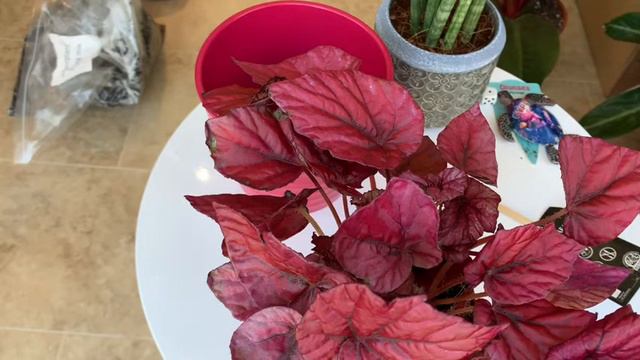 Amazing Garden Centre House Plant Haul June 2020 // Begonia, Croton and More! смотреть онлайн