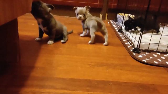 Малыши чихуахуа ищут пап и мам.