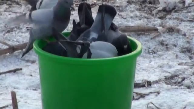 Кормление уток и лебедей смотреть онлайн