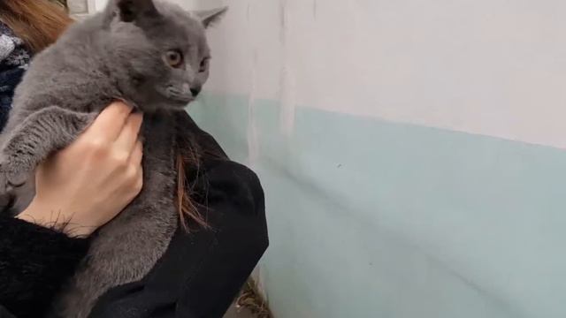 🌻Кормлю бездомных кошек🌻Бездомные животные🌻 смотреть онлайн