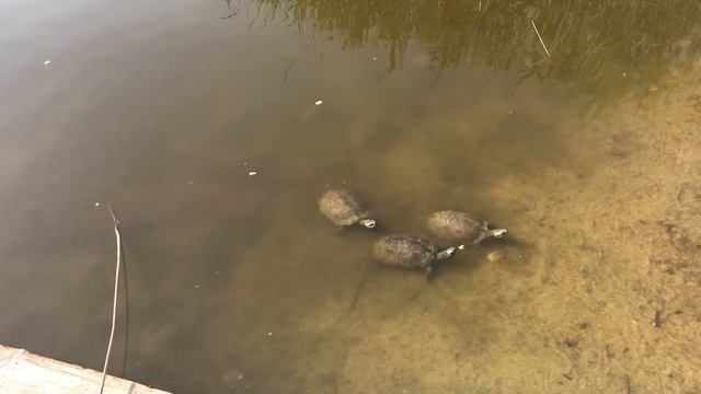 Greece. Chalkidiki. Fourka.2019 Греция Халкидики.Фурка.