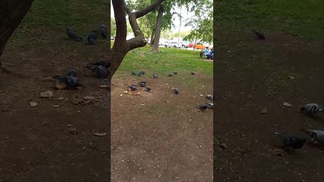 🌳 дневная прогулка. сегодня прохладно + 17 ветерок🌳🌳🌳 смотреть онлайн