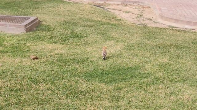 Мечеть Джумейра (Djumeirah) в г. ДУБАЙ (ОАЭ) смотреть онлайн