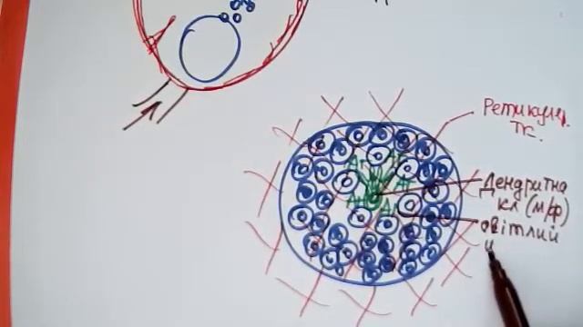 Лекція - Лімфатичні вузли та селезінка смотреть онлайн