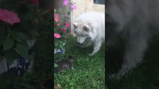 Бони смотреть онлайн