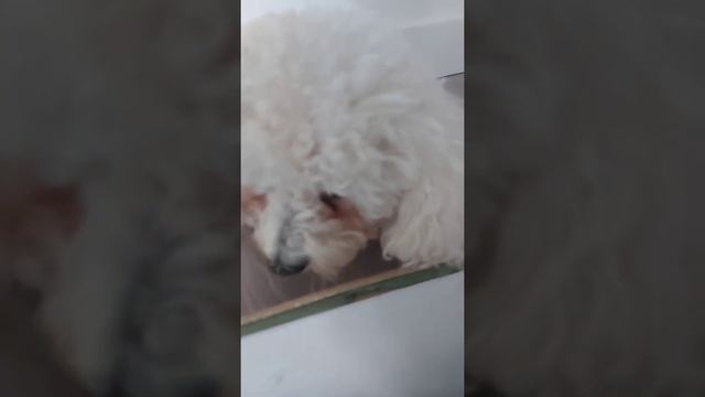he's my chiky for sure смотреть онлайн