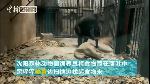 Шимпанзе Меи Су убирается в клетке смотреть онлайн