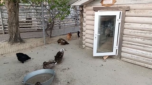 "У Лукоморья" живёт ДУША! Зоопитомник экзотических животных г. Тюмень! @Taigan. пример для многих! смотреть онлайн