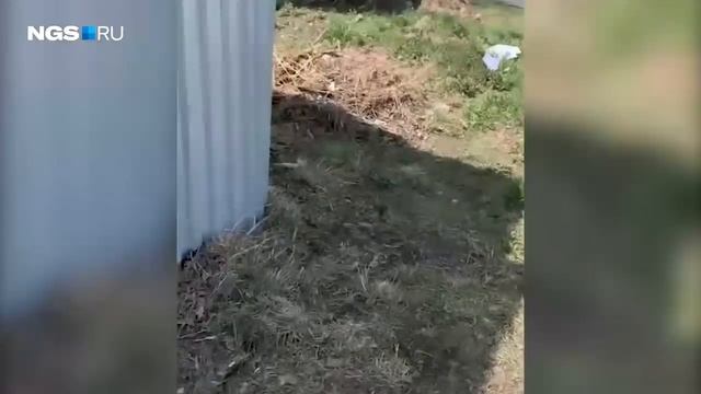 Зоозащитники забрали с улицы худого породистого пса в колтунах смотреть онлайн