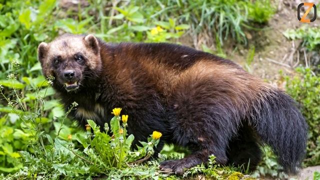 Самые злые животные в мире