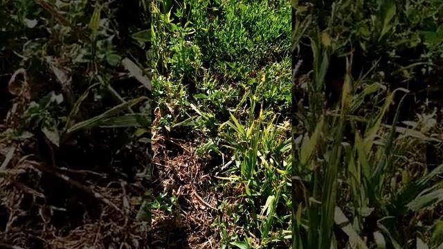 Прививка деревьев на афлатунию и войлочную вишню.