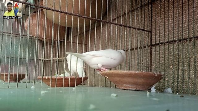 Java sparrow breeding progress | Java Breeding tips | Java sparrow information | Java birds breedin смотреть онлайн