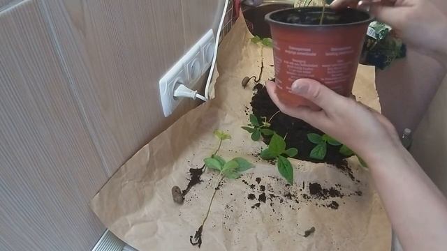 МОЙ ОПЫТ. ВЫРАЩИВАЮ АВОКАДО. ПЕРЕСАЖИВАЮ ХУРМУ. ПОСАДИЛА КЛЕМЕНТИНЫ: ГИБРИД МАНДАРИНА И АПЕЛЬСИНА. смотреть онлайн