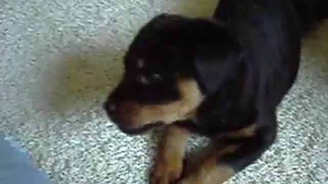Rottweilerwelpe Chiva von der Steineiche Ziehspiel Fight смотреть онлайн