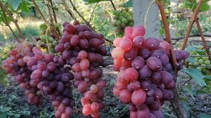 Виноград Огненный (Калугин В. М.) виноградник Король В.Н.г.Краснодар 2023год