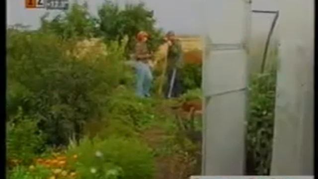 Ангурия Антильская смотреть онлайн