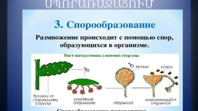 Օրգանիզմների բազմացման ձևերը/Կենսաբանություն/ 9-րդ դասարան/Vanadzori 27 dproc смотреть онлайн