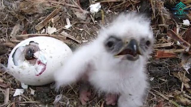 Как арлы васпитывают сваих птинцов смотреть онлайн