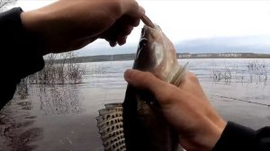 НА ЭТОТ СИЛИКОН СУДАКИ ЛУПЯТ КАК ДУРНЫЕ! Ловля судака с берега на джиг. Рыбалка весной на спиннинг