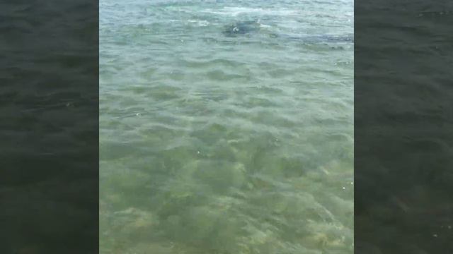 Ручные дельфины приплыли на бугазскую косу. Чёрное море. Black see. смотреть онлайн