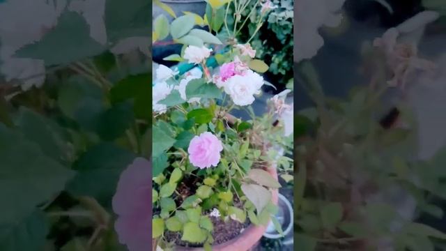 Цветет черемуха#shorts#цветет#сибирь #осознанность # смотреть онлайн