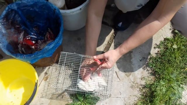 Убой перепелов.Девайсы для убоя и разделки.