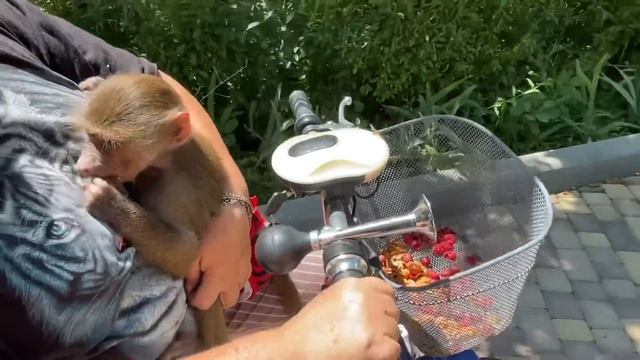 Поклонники обезьянки Люси в ВОСТОРГЕ от нее! смотреть онлайн