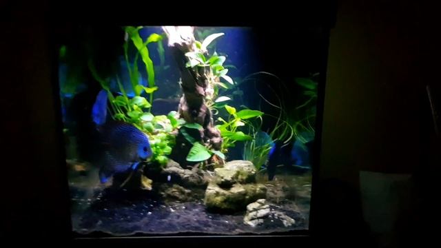 Дискусы. Аквариум-куб. смотреть онлайн