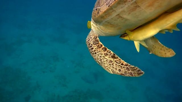 Green turtle, Зеленая черепаха смотреть онлайн