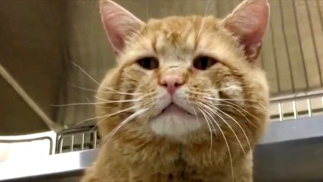 Огромный рыжий кот очутился в приюте и вдруг заговорил с людьми! смотреть онлайн